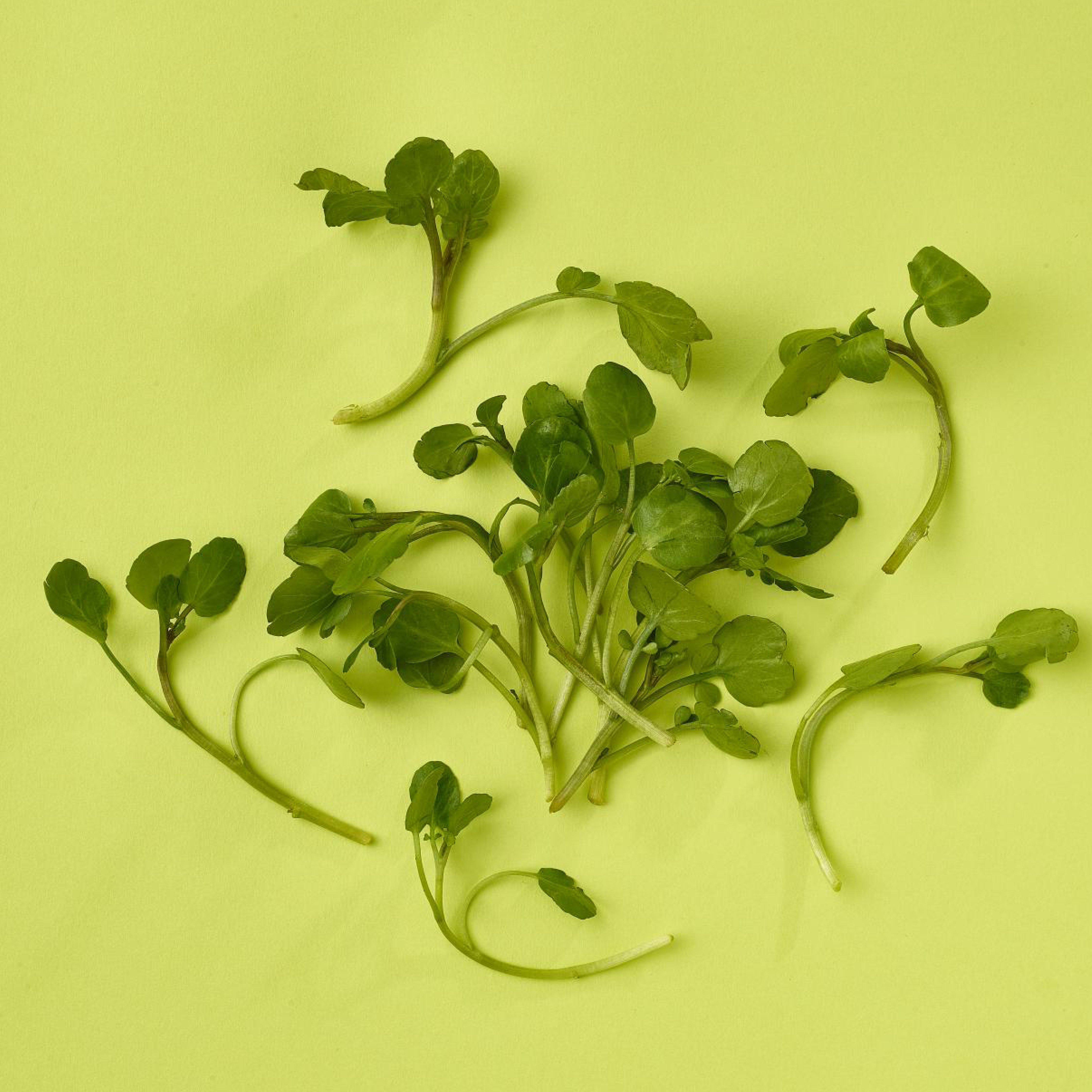 Baby Watercress